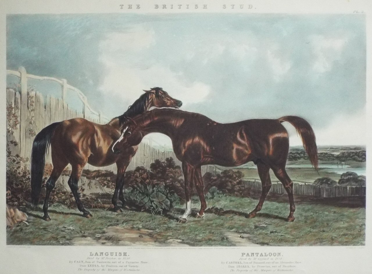 Aquatint - The British Stud. Languish. Pantaloon. - Harris